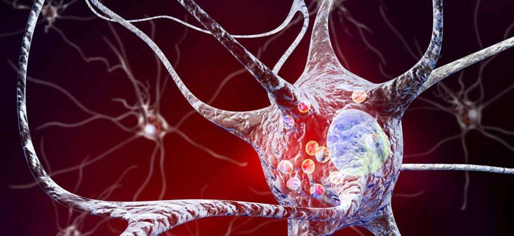 A human body cells
